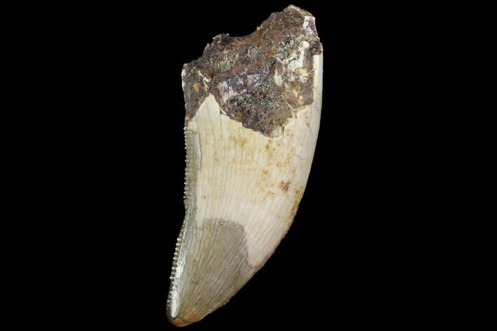 Serrated Theropod Tooth - North Dakota #88748